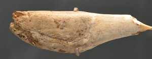 Dieses zarte Vögelchen ist stolze 18.000 Jahre alt. (Aus der Cueva del Buxu, fotografiert im Museo de Arqueología in Oviedo)