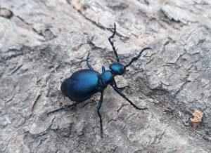 Schwarzblauer Ölkäfer, Foto Helmuth Santler